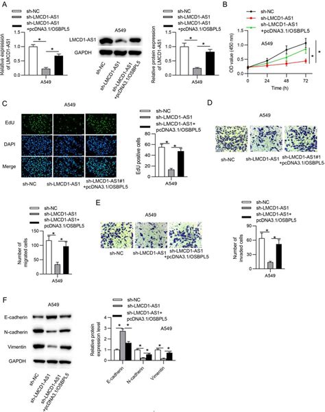 Lmcd1 As1 Accelerates Nsclc Cell Proliferation Migration And Invasion