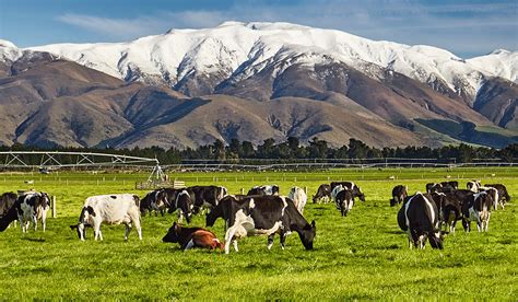 New Zealand To Price Agricultural Emissions As Part Of A Climate