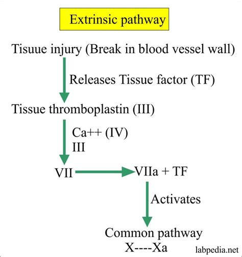 Coagulation Part 1 Blood Coagulation Process Coagulation Factors