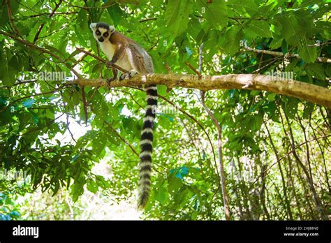 Ring Tailed Lemur Lemur Catta Isalo N P Madagascar Stock Photo Alamy