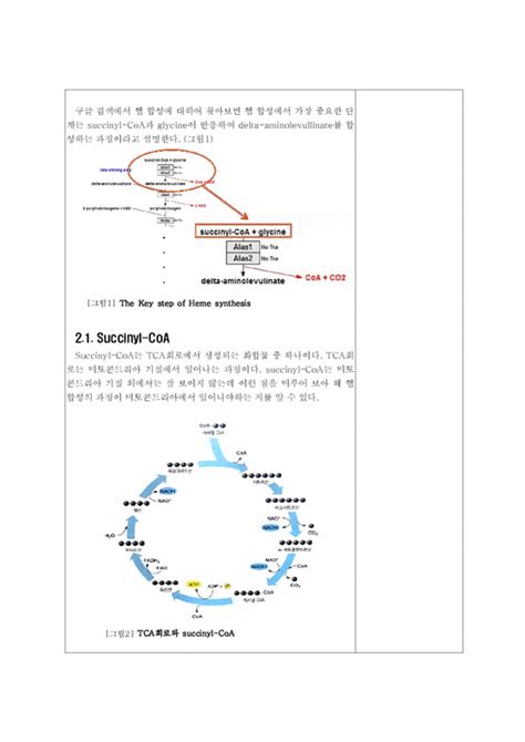 생물학 Heme Synthesis헴 합성 대학레포트 자연공학