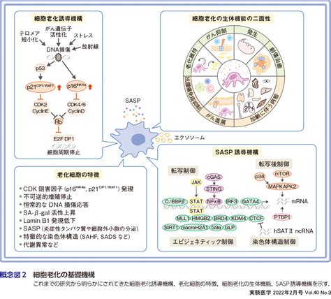 実験医学：老化細胞を標的としたsenolyticsへの挑戦〜加齢性疾患を引き起こすメカニズムの理解と治療への展開 羊土社