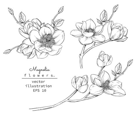 Magnolia Flower Drawing | Best Flower Site