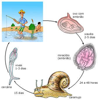 Ciclo Biologico Da Esquistossomose - ciclo evolutivo da esquistossomose (xistose) ? - brainly.com.br