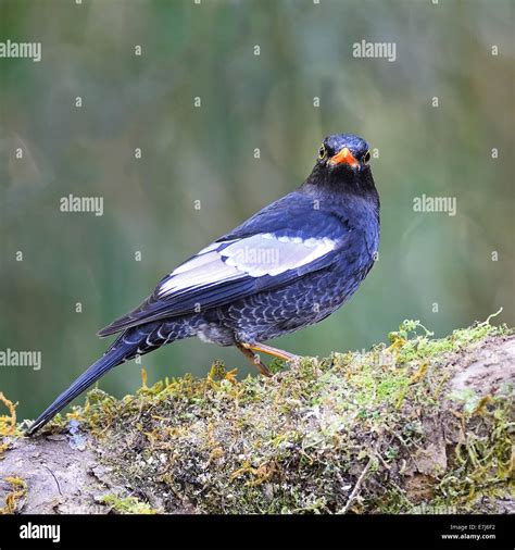 Beautiful Black Bird Male Grey Winged Blackbird Turdus Boulboul