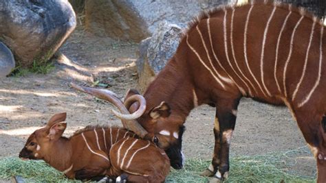 Baby bongo antelope makes first appearance at Los Angeles Zoo - CBS News