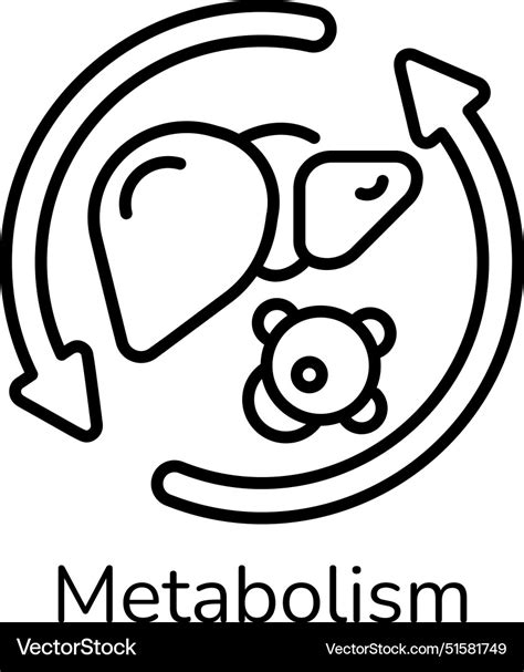 Metabolism Royalty Free Vector Image Vectorstock