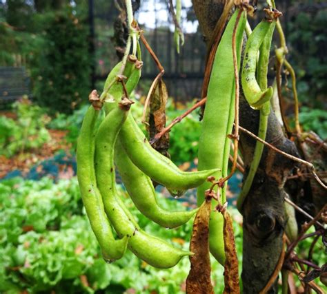 Stokslabonen Kweken Zo Doe Je Dat Groene Passies