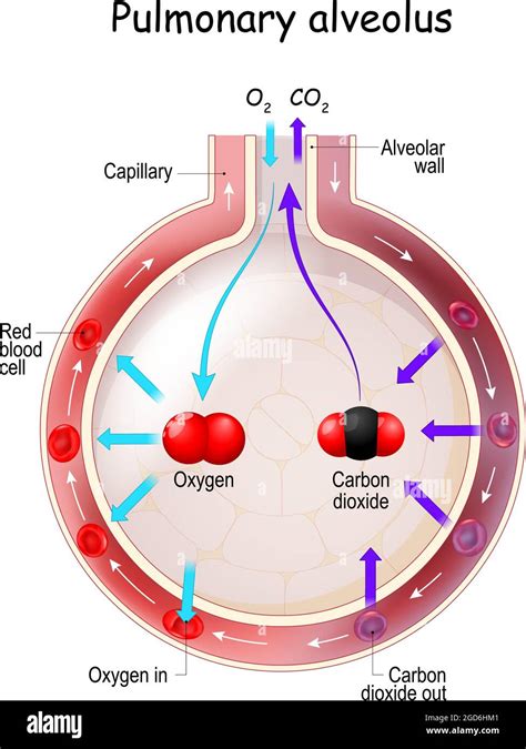 Alveolus Gas Exchange Anatomy Of Pulmonary Alveolus Oxygen And Carbon