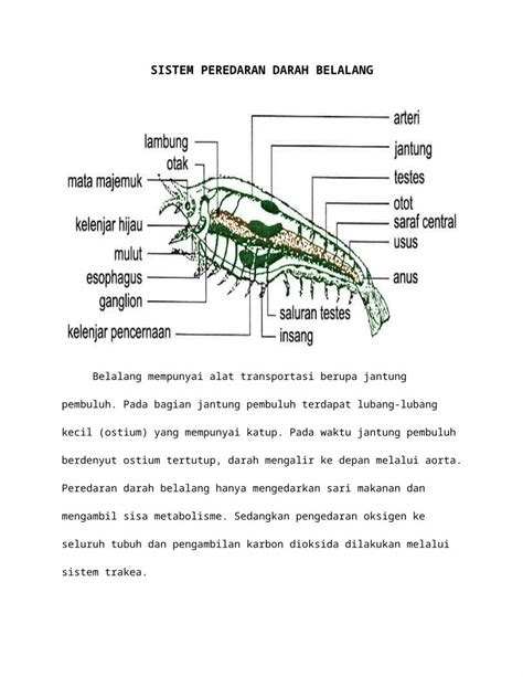 DOCX Sistem Peredaran Darah Belalang DOKUMEN TIPS