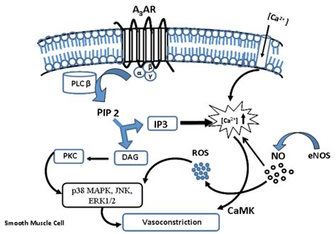 Coupling Of A Receptors To Inhibit Adenylyl Cyclase Leading To A