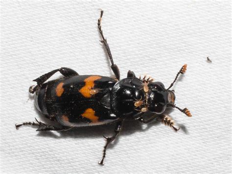 Maryland Biodiversity Project Round Necked Sexton Beetle Nicrophorus