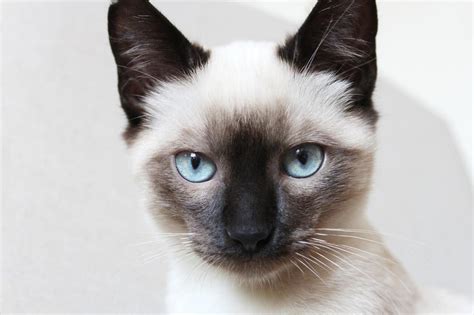 Siamese Cat Spiritual Meaning