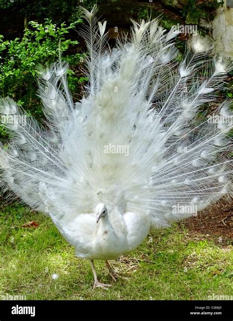 Beautiful White Peacock Showing Off Its Feathers In A English Country