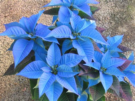 Blue Poinsettia Christmas Flowers Christmas Plants Xmas Flowers