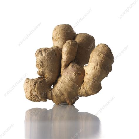 Ginger Zingiber Officinale Rhizome Stock Image F0077584 Science