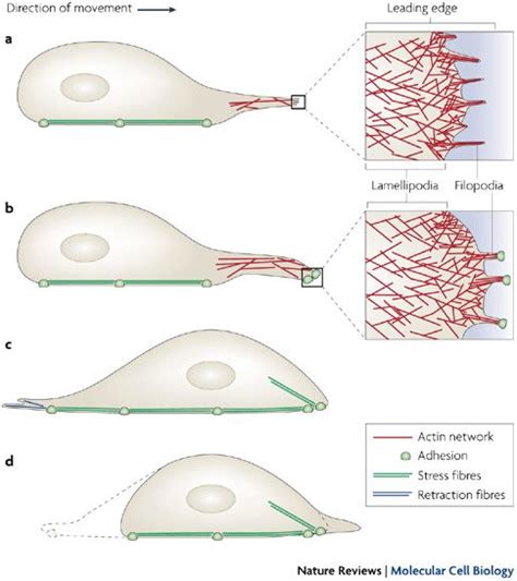 Cell Migration Is Dependent On Different Actin Filament Structures