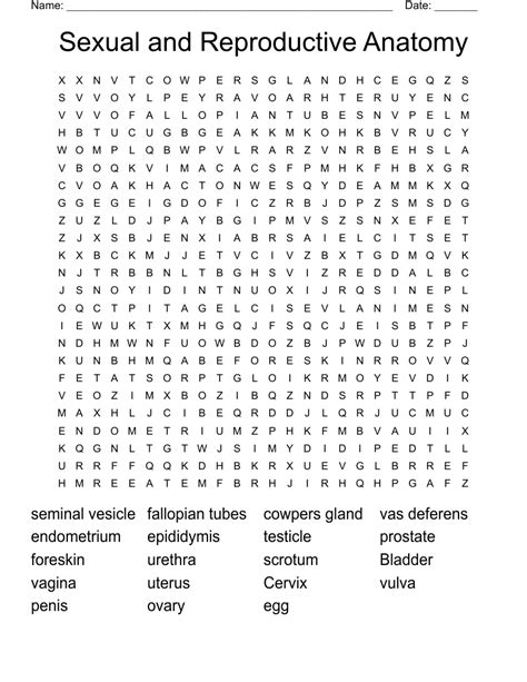 Sexual And Reproductive Anatomy Word Search Wordmint