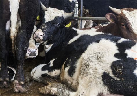 photo cows farm farming animal cattle  image  pixabay
