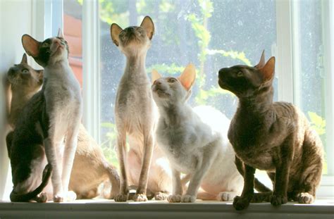 Cornish Rex Information Health Pictures And Training Pet Paw