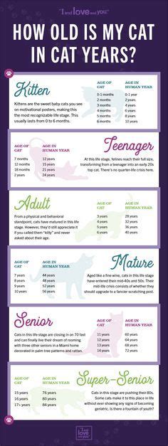 Cat Age Chart: Calculate Your Cats Age In Human Years | Cat age chart ...