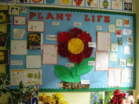 Plant Life Classroom Display Photo Photo Gallery Sparklebox Classroom Displays Flower