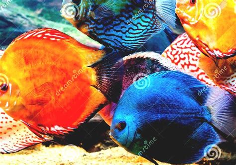 Discus (fish) - Discus Fish Colors