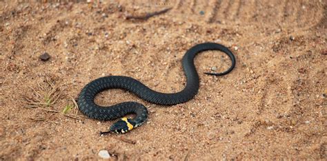 Natrix natrix by kyvece on DeviantArt