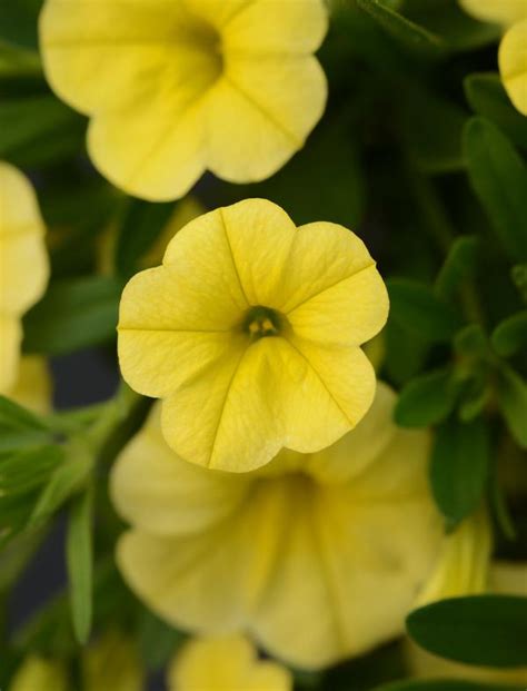 Calibrachoa hybrida Minifamous Neo Deep Yellow | Lucas Greenhouses