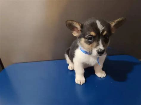 Akc Registered Pembroke Welsh Corgi Puppies For Sale In Fort Worth