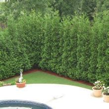 Garden Windbreak Design Plants And Trees To Grow As Windbreaks Artofit