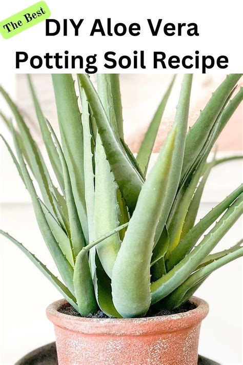 How To Make The Best DIY Aloe Vera Potting Soil Recipe The Hobby Wife