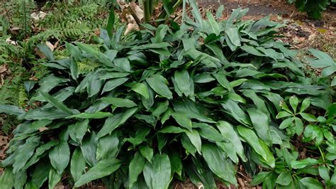 aspidistra | Plant Delights Nursery at Juniper Level Botanic Garden Blog