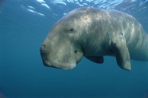 Dugong | National Geographic | Dugong, Australia animals, Sea cow