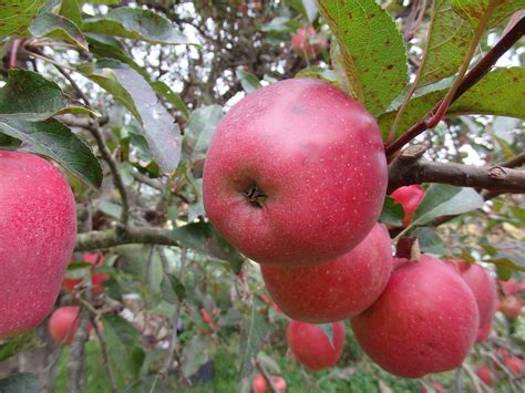 Apfel Rot Baum Kostenloses Foto Auf Pixabay Pixabay