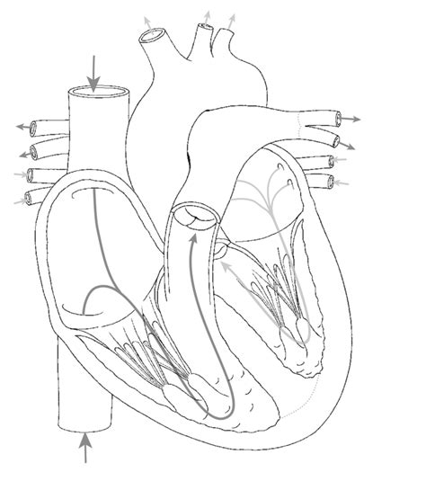 Anatomie Des Herzens Diagram Quizlet