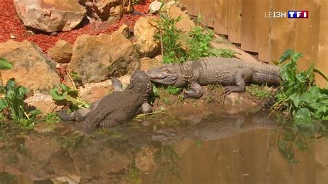 L Aquarium du Périgord Noir un lieu d exotisme aussi terrifiant qu