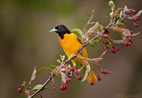 Pin Von Robin Auf Beautiful Birds