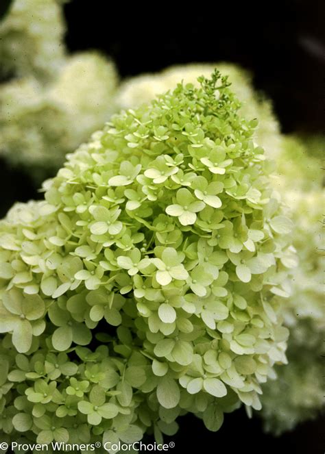 Limelight Panicle Hydrangea Hydrangea Paniculata Images Proven Winners