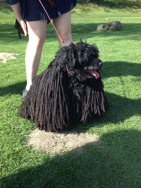 A Most Unusual Breed Of Dog With Dreadlocks For Furhungarian Poodle