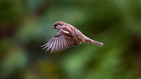 Sparrows In Flight