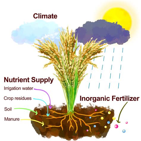 Paddy Planting & Harvesting - Malaysiarice