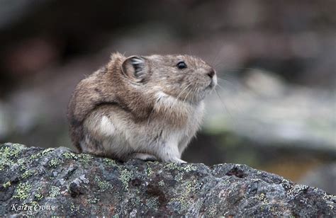 Collared Pika Alchetron The Free Social Encyclopedia