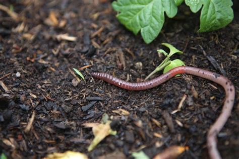 Earthworms Underground