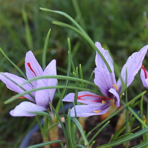 Blumenzwiebeln Safranzwiebeln Safrankrokus Echter Safran Crocus