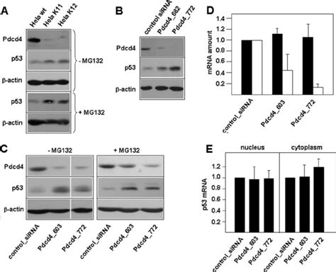 Sirna Mediated Knockdown Of Pdcd Up Regulates P Expression A