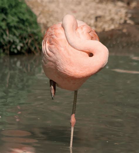 Pourquoi Le Flamant Rose Dort Sur Une Seule Patte École