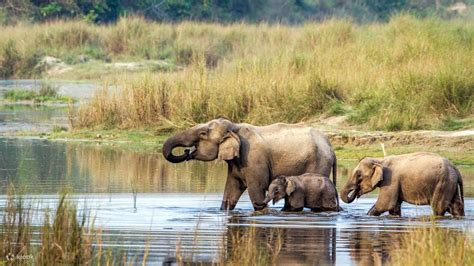 4 Day Private Chitwan National Park Safari Tour From Kathmandu Klook