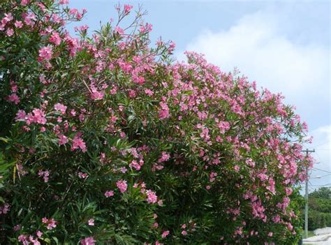 Haie de Laurier Rose La Maison du Végétal