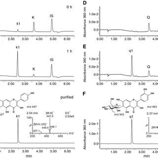 Bioconversion Of Flavonols Kaempferol And Quercetin Into Their